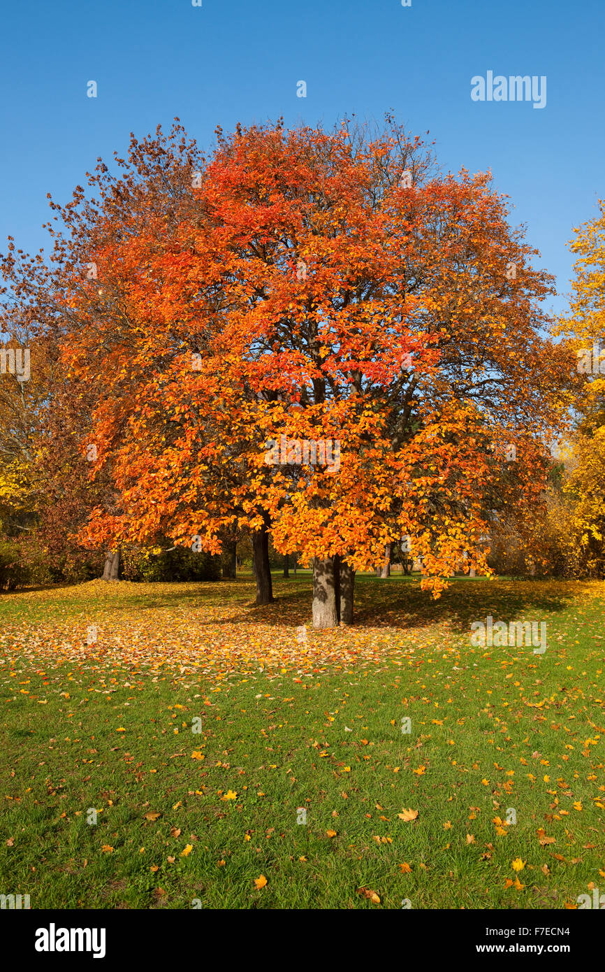 Schwedische Mehlbeere (Sorbus Intermedia) mit herbstlich gefärbten Blättern, Park, Erfurt, Thüringen, Deutschland Stockfoto