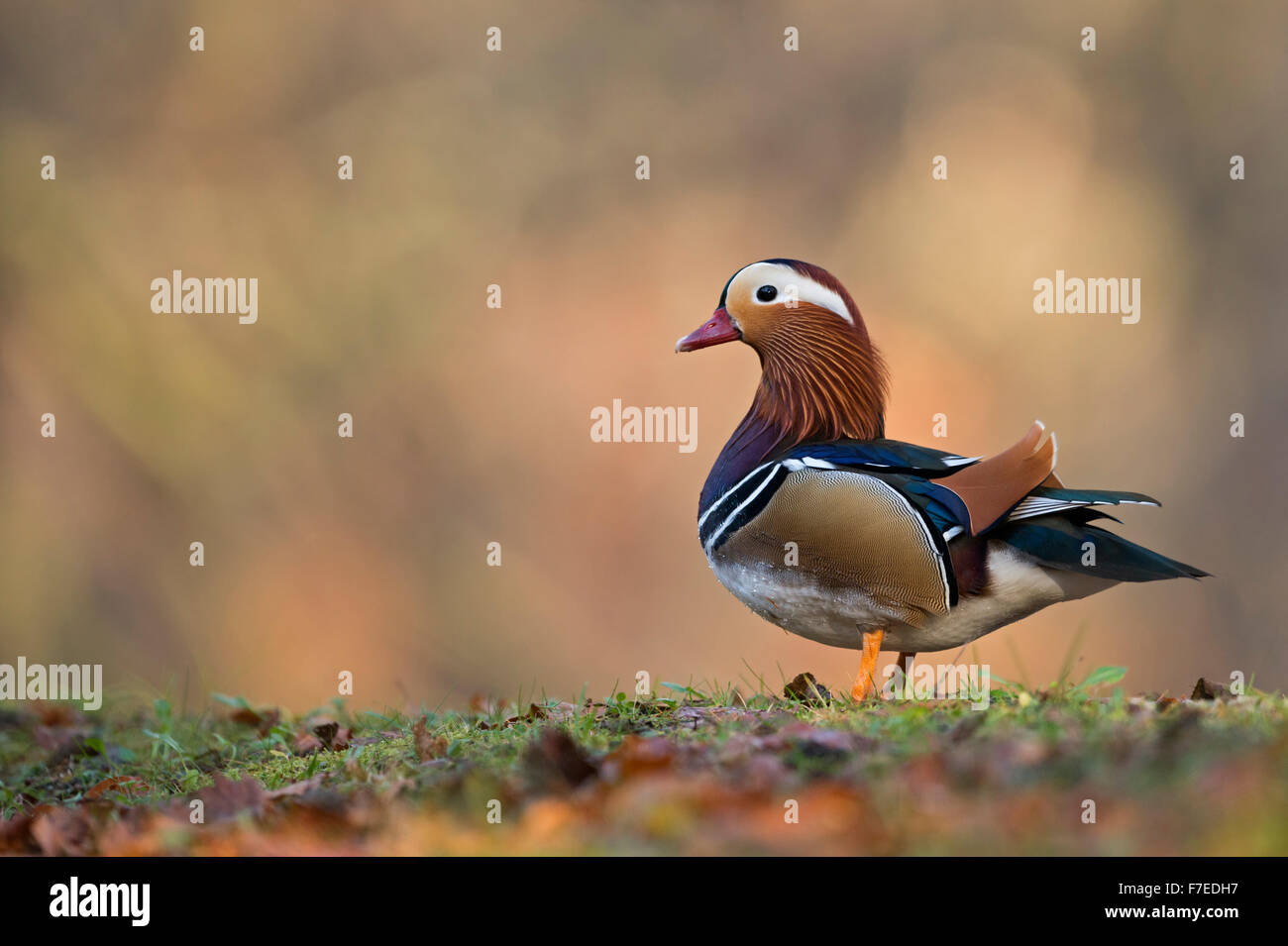 Seitenansicht der stehenden männlichen Mandarinente / Mandarinente ( Aix galericulata ) in farbenfroher herbstlicher Umgebung, Tierwelt, Europa. Stockfoto
