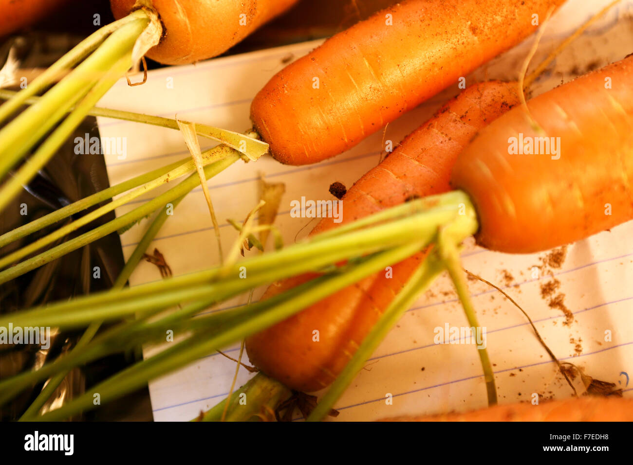 Nach Hause angebauten Karotten aus einen kleinen organischen Gemüsegarten Stockfoto