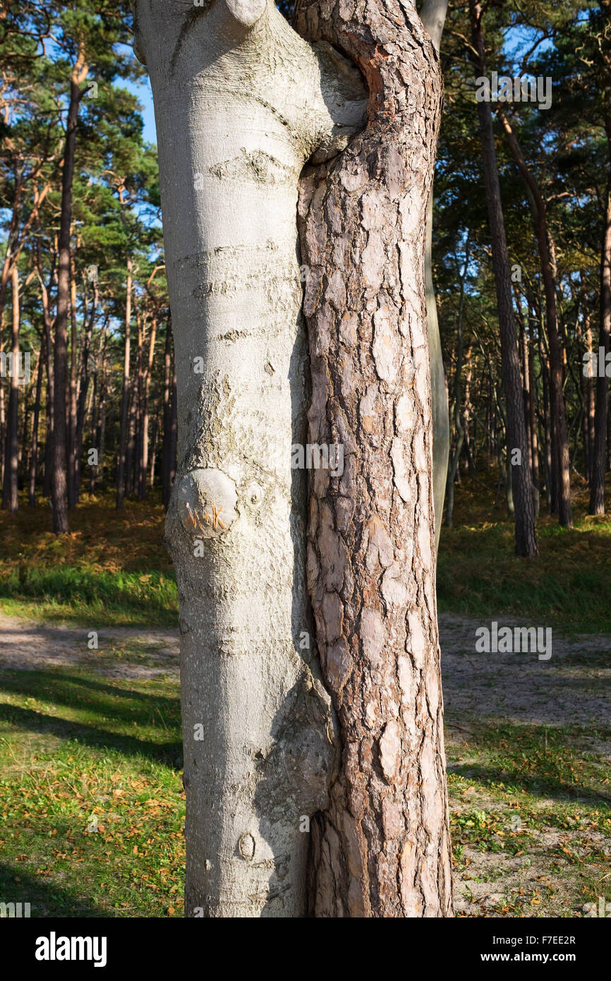 Verdrehte Bäume, europäische Buche (Fagus Sylvatica) und Kiefer (Pinus Sylvestris), Ostsee, Born Auf Dem Darß Wald Stockfoto