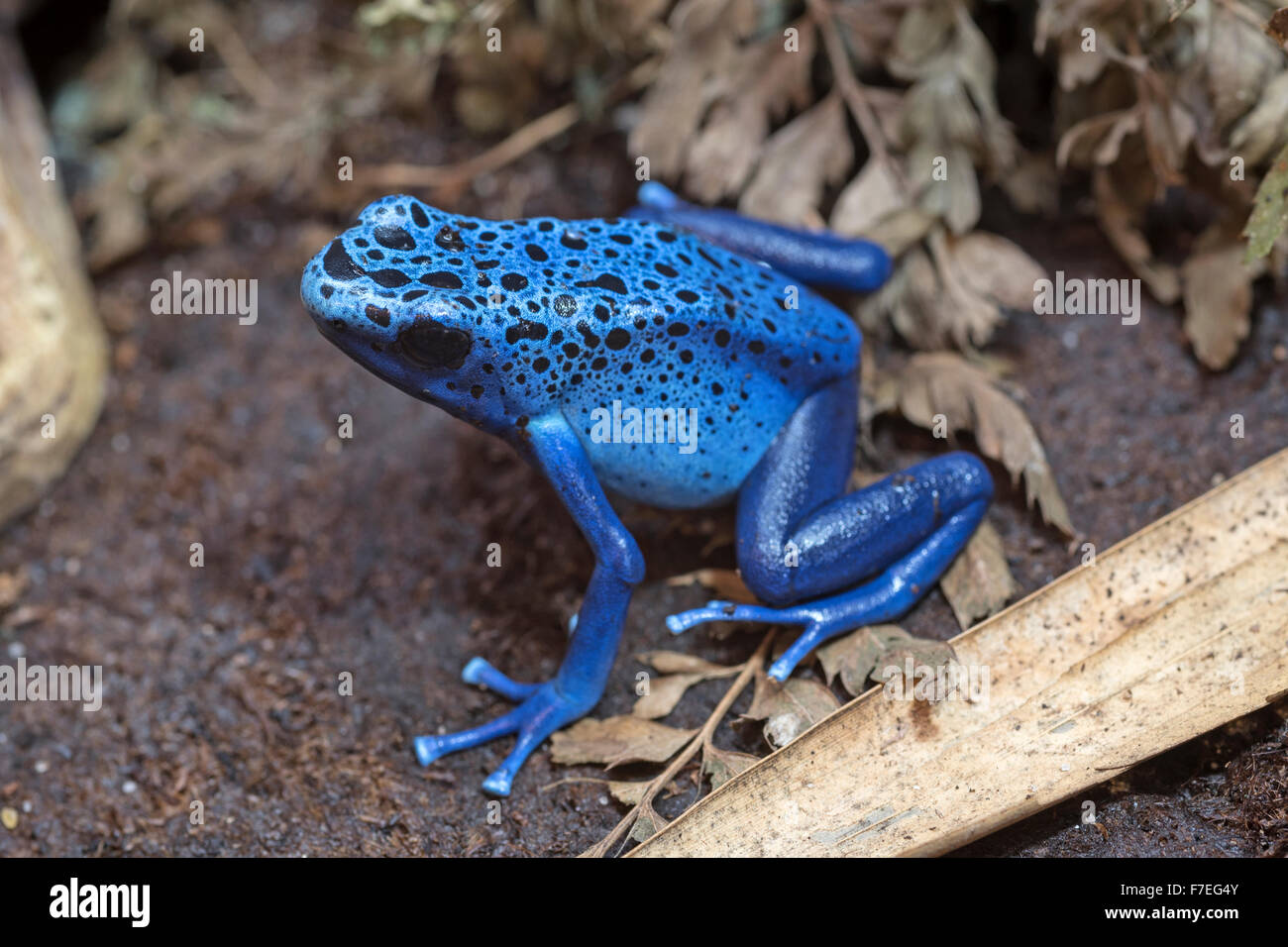 Blaue Poison-Dart frog Stockfoto