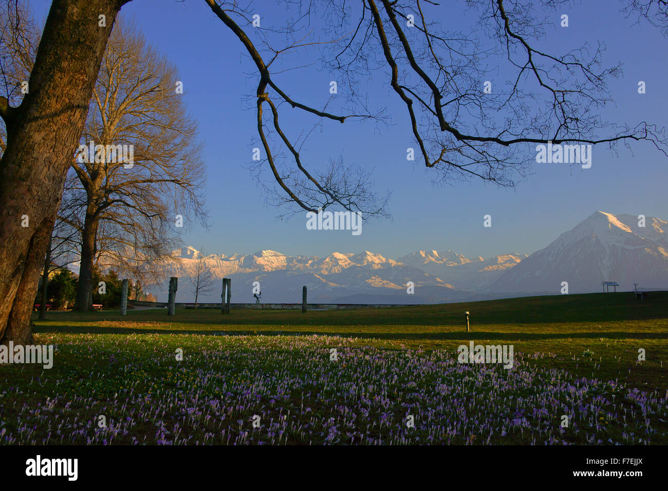 Schadau Park mit Krokus Blume und Berner Alpen, Frühling, Stadt Thun, Schweiz Stockfoto