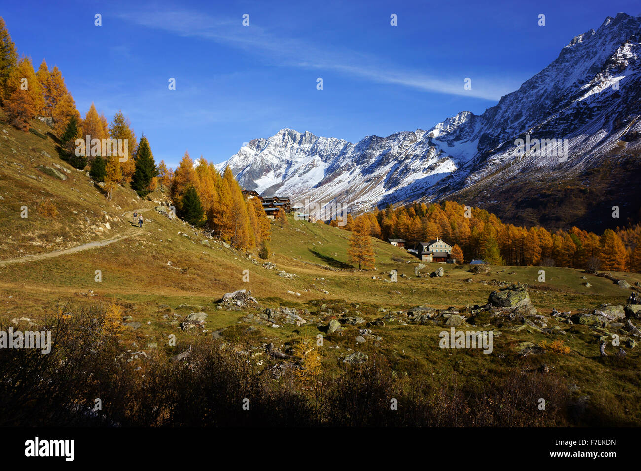 Fafleralp Lötschental, Herbst mit Lärche Bäume, Neuschnee, Walliser Alpen, Schweiz Stockfoto