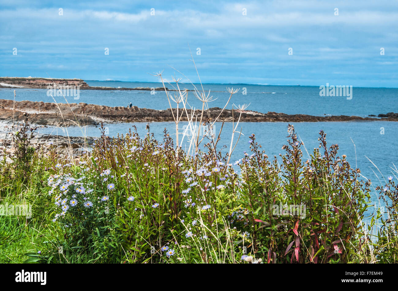 ein Spaziergang entlang der wilden Küste von Northumberland Ray Boswell Stockfoto