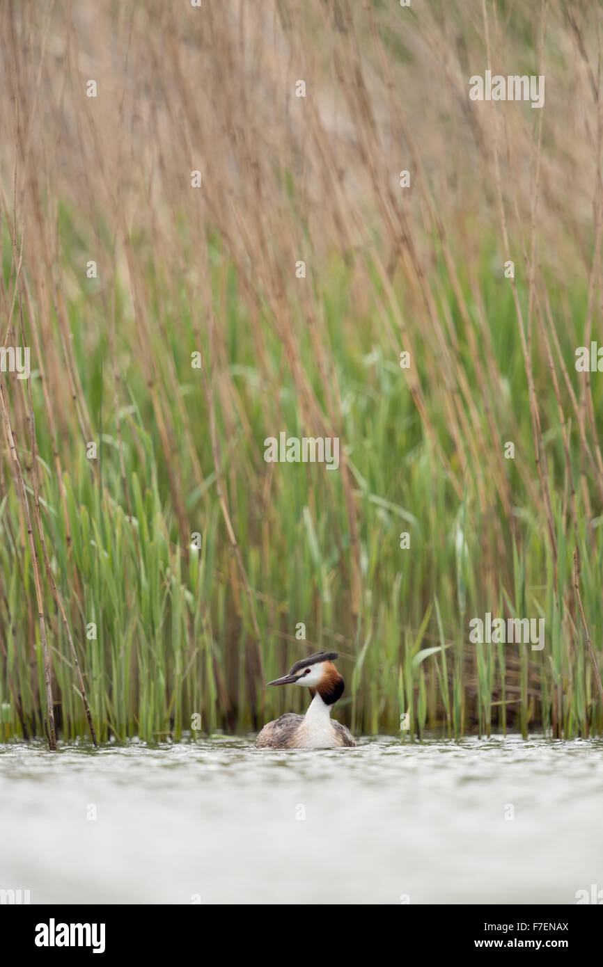 Grössenaucher / Haubentaucher ( Podiceps cristatus ) schwimmt vor / in der Nähe von Schilf auf einem natürlichen Fluss, sanftes Licht, Tierwelt, Europa. Stockfoto