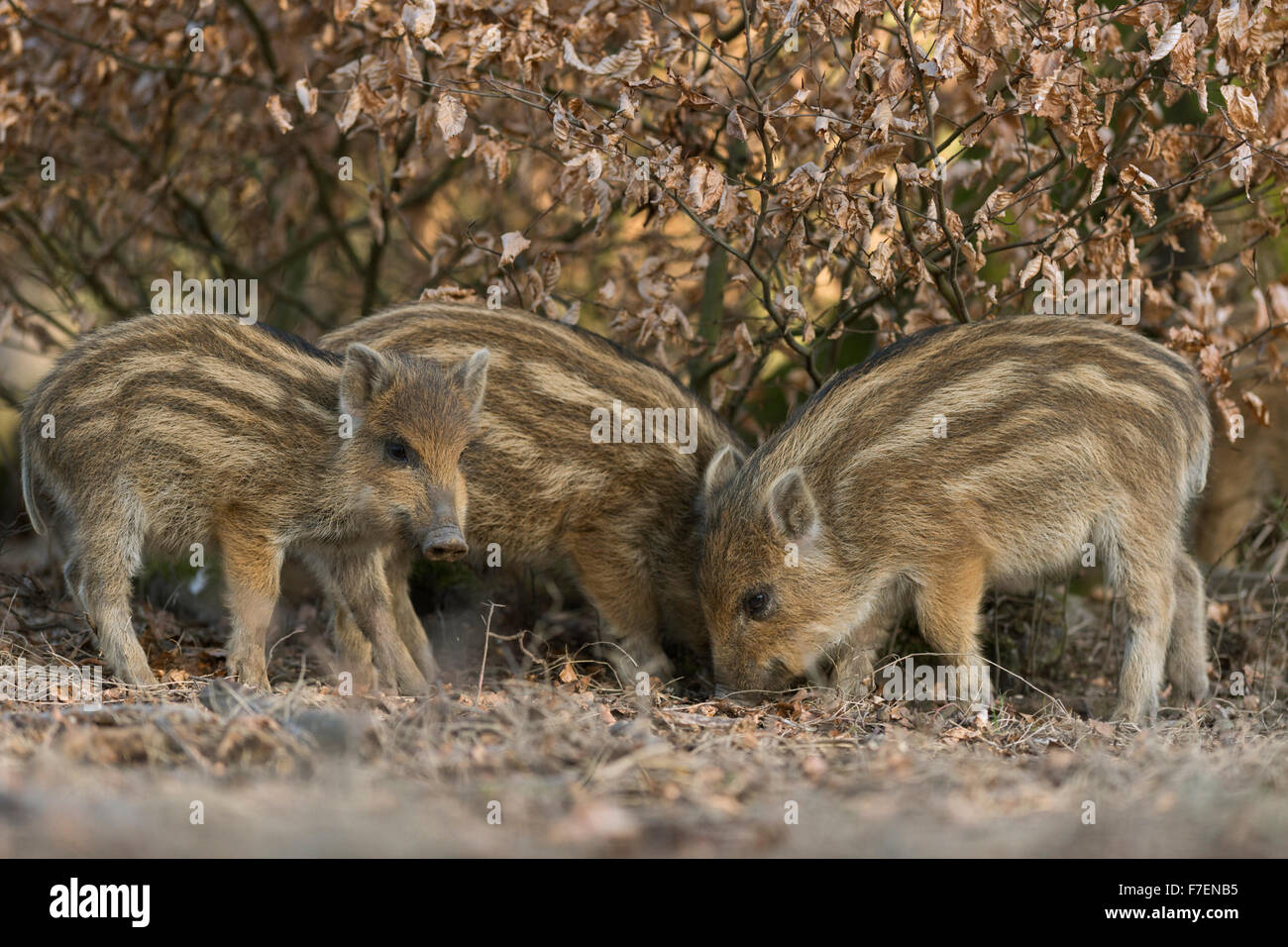Jagdschweine / Wildschweine / Wildschwein / Wildschwein ( Sus scrofa ) auf der Suche nach Nahrung unter einem Buchenbusch, Wildtiere, Europa. Stockfoto Jagdschweine / Wildschweine / Wildschwein / Wildschwein ( Sus scrofa ) auf der Suche nach Nahrung unter einem Buchenbusch, Wildtiere, Europa. Stockfoto
