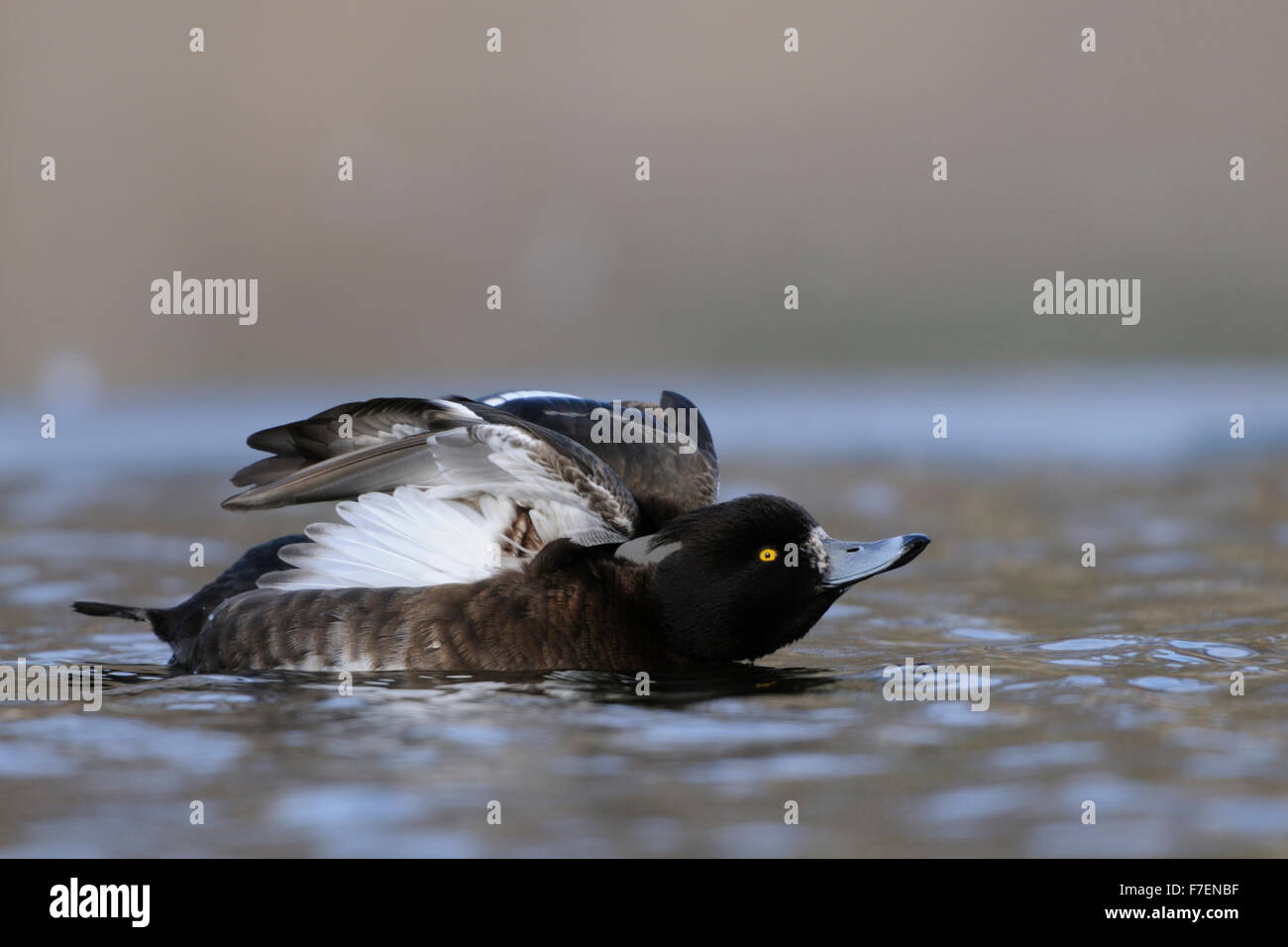 Tufted Ente / Reiherente ( Aythya fuligula ) dehnt ihre Flügel und Körper an einem kalten Wintertag, Wildtiere, Europa. Stockfoto