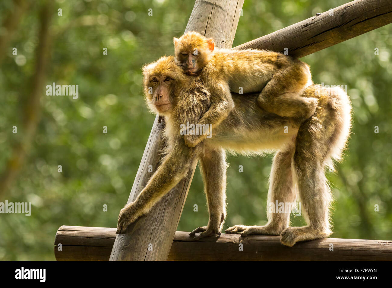Nahaufnahme einer Berberaffe, ein Baby zu tragen. Hintergrundbeleuchtung mit schönen natürlichen Sonnenlicht. Stockfoto