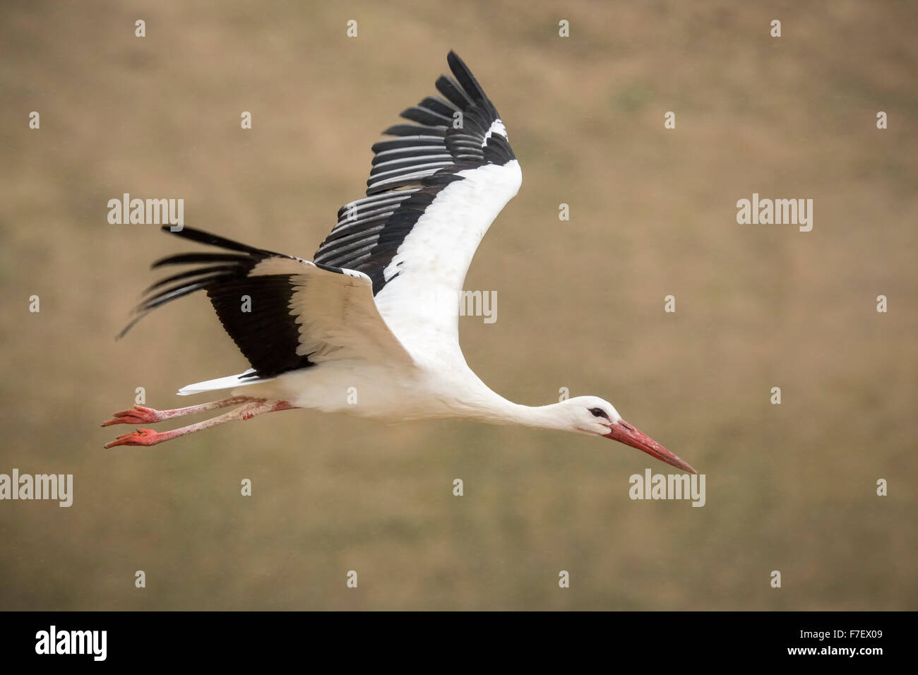 Weißstorch (Ciconia Ciconia) im Flug über eine Wiese. Stockfoto