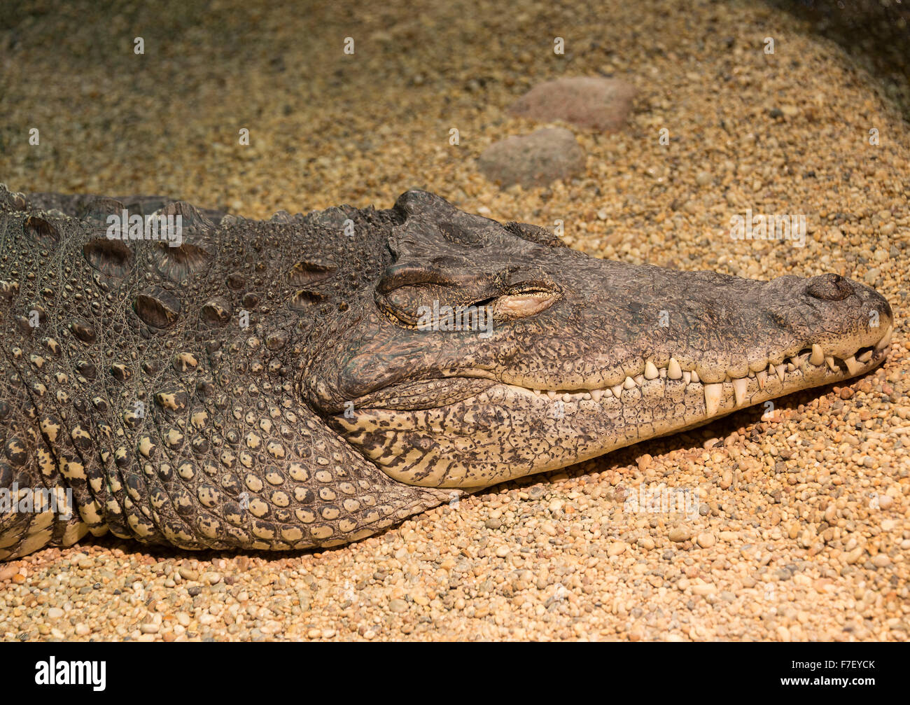 Ein Krokodil in Skansen Zoo Djurgarden Stockholm Schweden Stockfoto