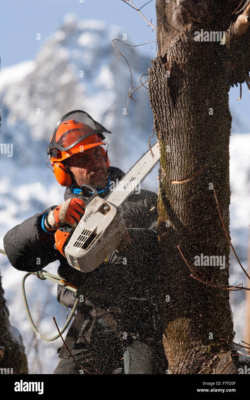 Baumpfleger mit kleinen Kettensäge durchtrennt Baumstamm mit Schnee bedeckt die Berge im Hintergrund Stockfoto