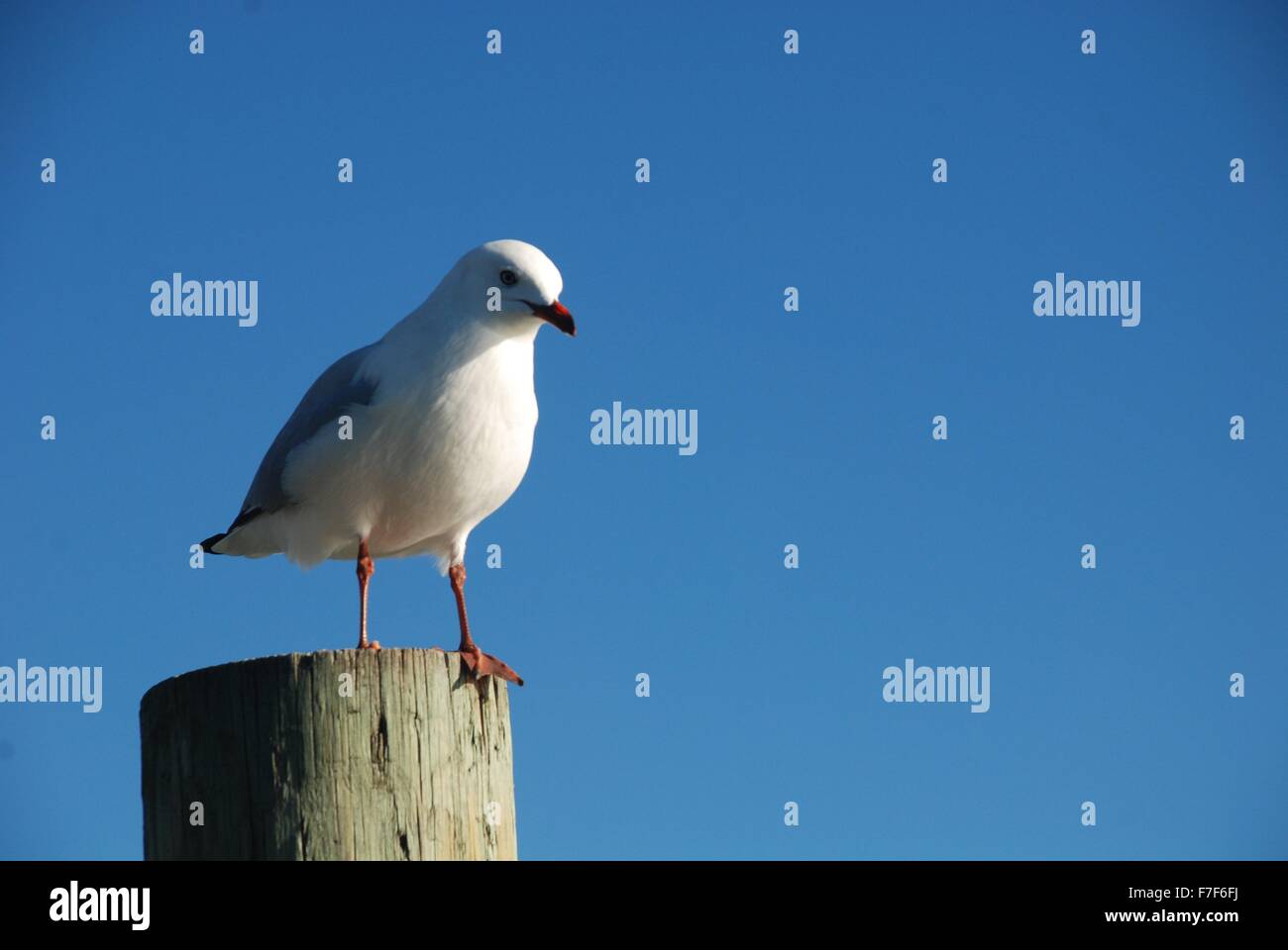 Stehende Möwe Stockfoto