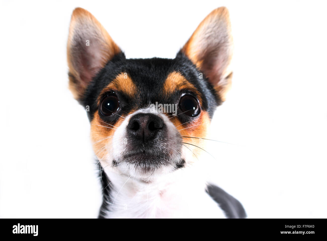 CARDIFF, VEREINIGTES GRUPPENAUSSTELLUNGEN. 7. November 2015. Ein Black And Tan Chihuahua männlichen Zugehörigkeit zu Stephanie Kingston Posen auf einem weißen Hintergrund. Stockfoto