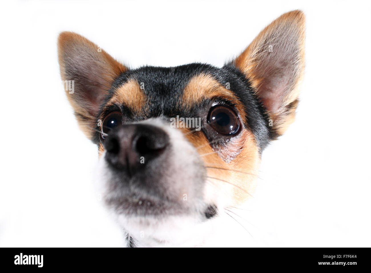 CARDIFF, VEREINIGTES GRUPPENAUSSTELLUNGEN. 7. November 2015. Ein Black And Tan Chihuahua männlichen Zugehörigkeit zu Stephanie Kingston Posen auf einem weißen Hintergrund. Stockfoto