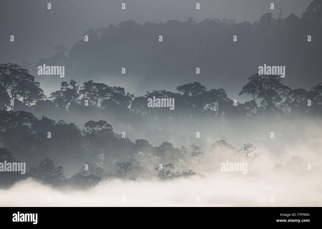 Nebel steigt im Morgengrauen über Danum Valley, Sabah, Malaysia Stockfoto