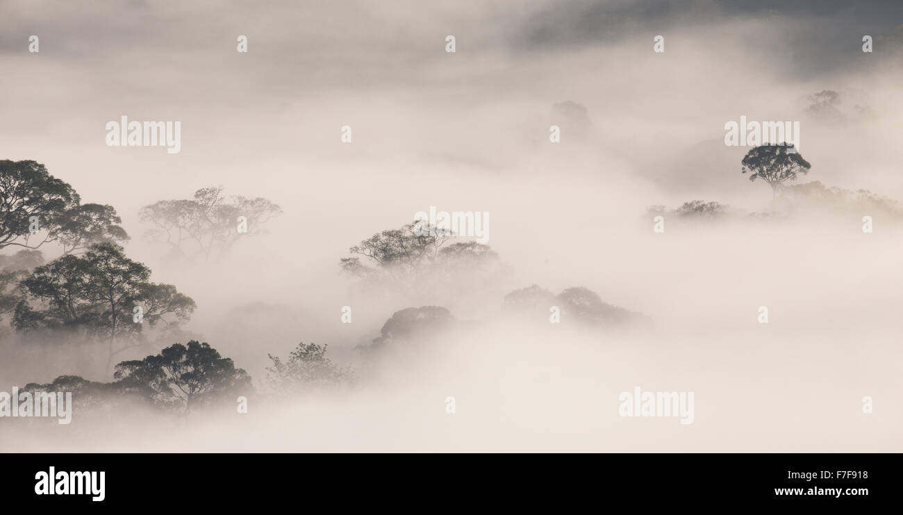 Nebel steigt im Morgengrauen über Danum Valley, Sabah, Malaysia Stockfoto