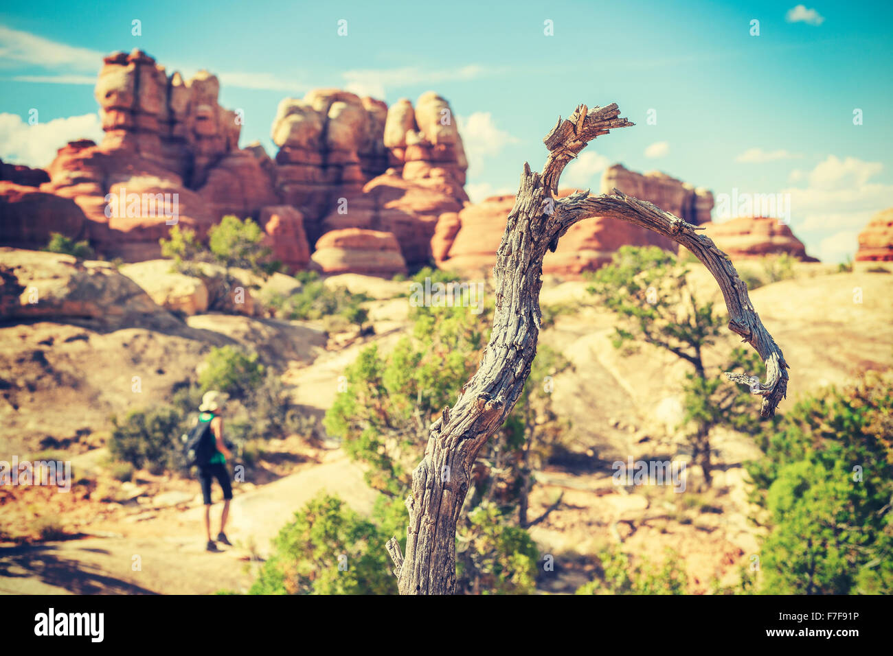 Alter Film stilisiert trockenen Baum trekking Trail, geringe Schärfentiefe. Stockfoto