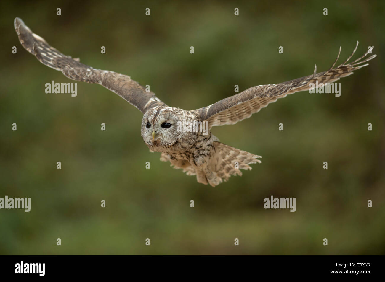 Tawny Owl ( Strix aluco ) im geräuschlosen Gleitflug, mit weit geöffneten Flügeln, vor verschwommenem, sauberem Hintergrund, Europa. Stockfoto