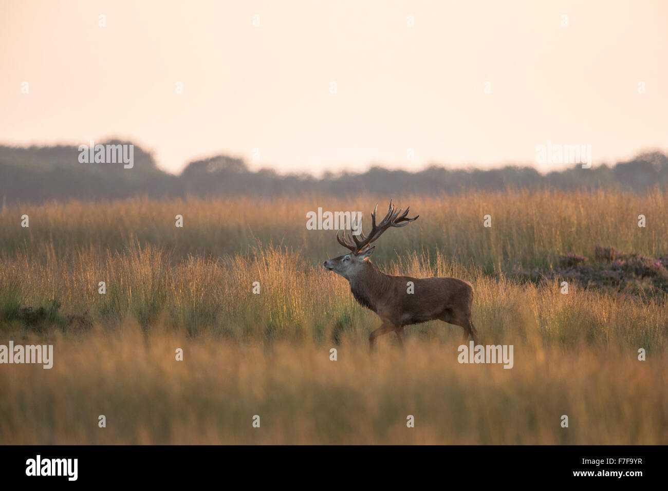 Blusterous Rothirsch / Hirsch ( Cervus elaphus ) spaziert durch weite Wiesen, Hinterlicht Situation, im letzten goldenen Licht, Europa. Stockfoto