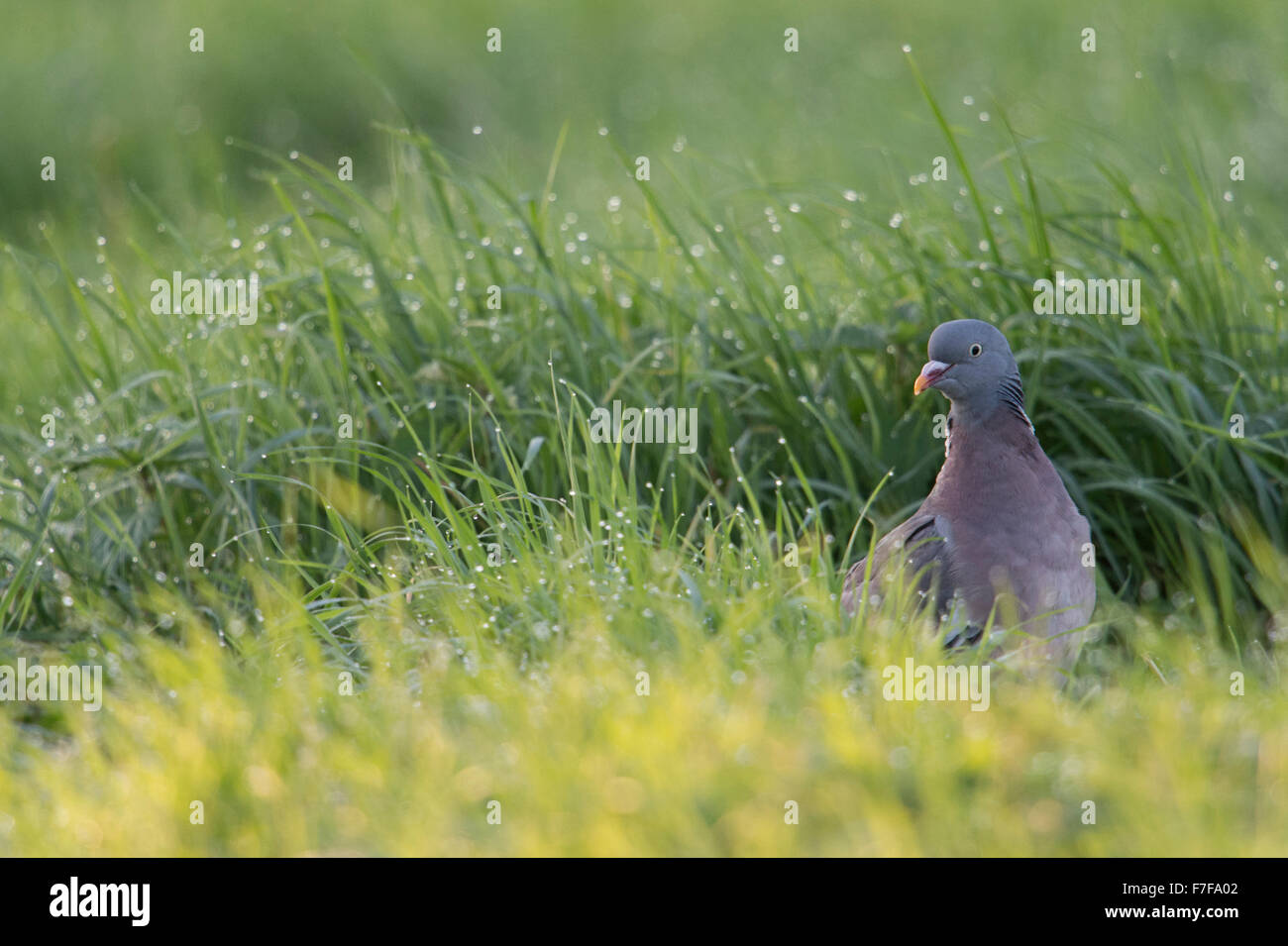 Ringeltaube / Ringeltaube (Columba Palumbus) sitzt auf dem Boden / Tau nasse Gras, Attentivly umzusehen. Stockfoto