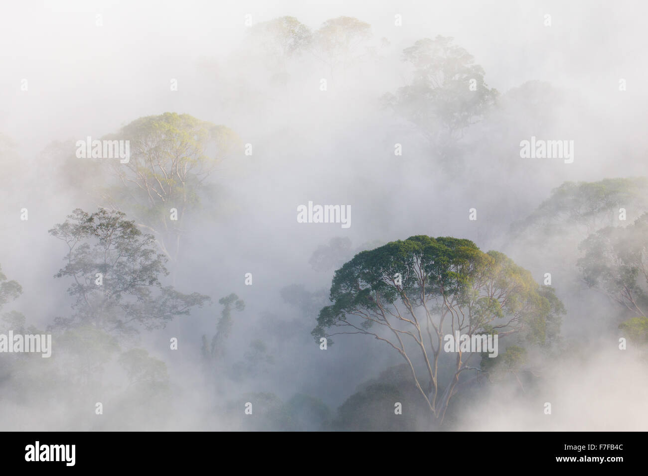 Frühen Morgennebel steigt im tropischen Regenwald, Danum Valley, Sabah, Malaysia Stockfoto