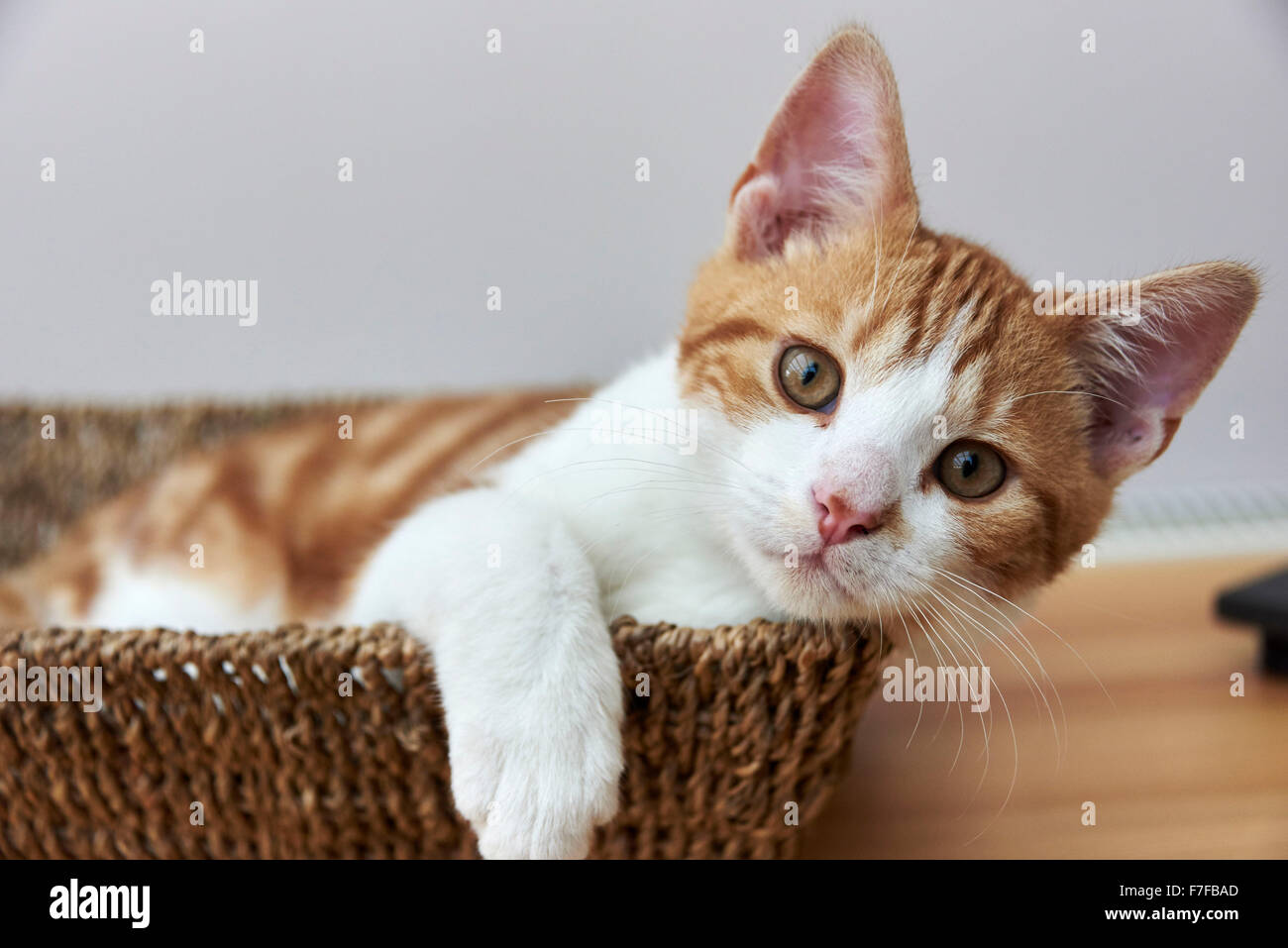 Angus, eine süße Ingwer & weiße Kätzchen im Korb Stockfoto