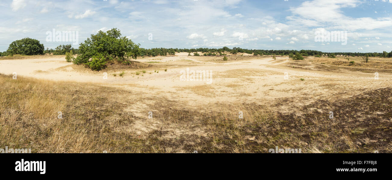 Panoramablick auf die Loonse und Drunense Dünen Stockfoto