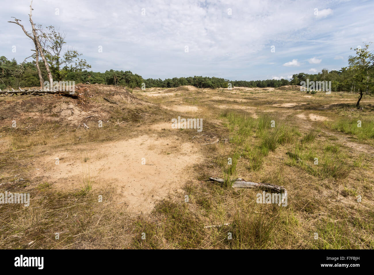 Moor und Wald auf den Loonse und Drunense Dünen Stockfoto