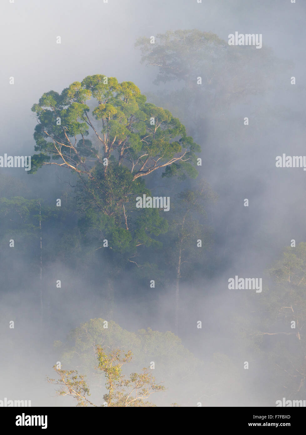 Frühen Morgennebel steigt im tropischen Regenwald, Danum Valley, Sabah, Malaysia Stockfoto