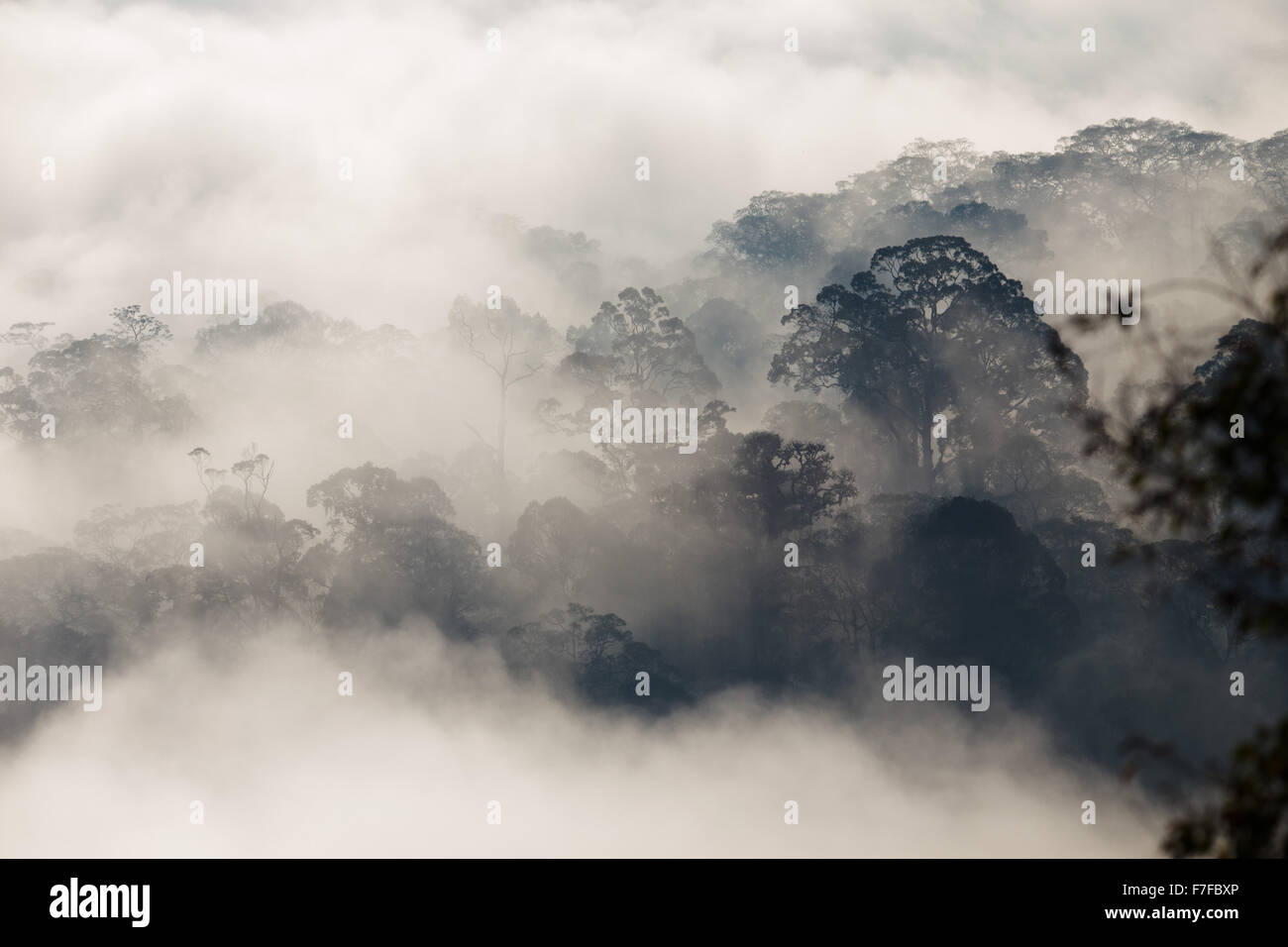 Regenwald und Nebel, Danum Valley, Sabah, Malaysia Stockfoto