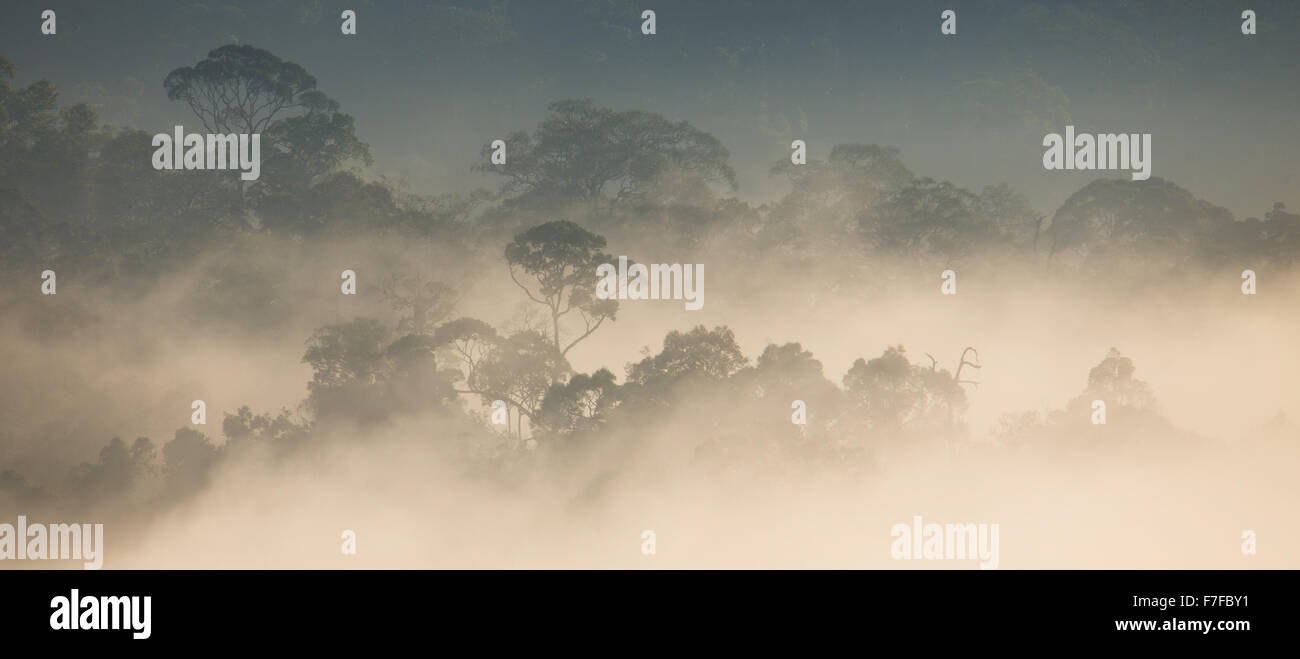 Regenwald und Nebel, Danum Valley, Sabah, Malaysia Stockfoto