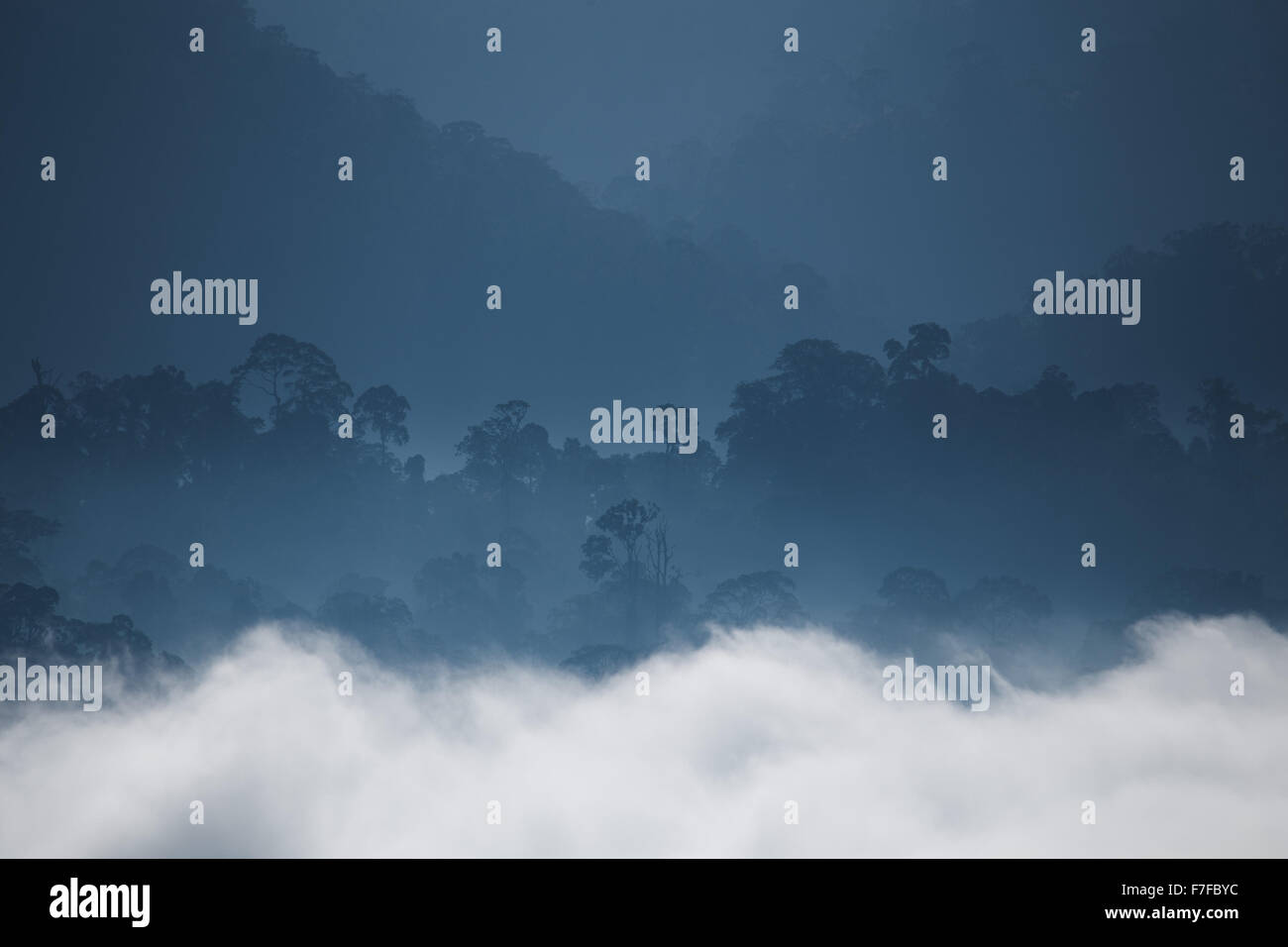 Regenwald und Nebel, Danum Valley, Sabah, Malaysia Stockfoto