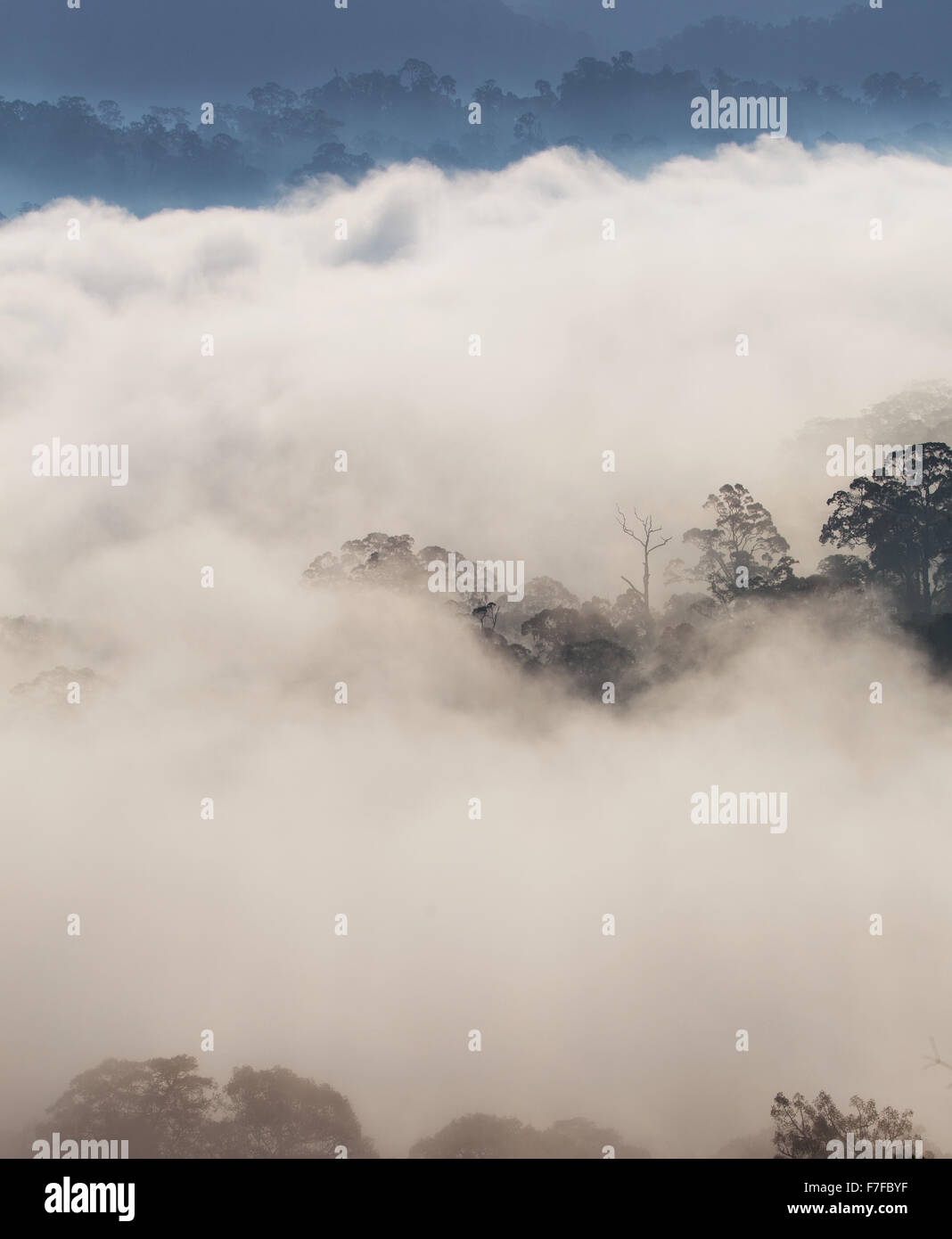 Regenwald und Nebel, Danum Valley, Sabah, Malaysia Stockfoto