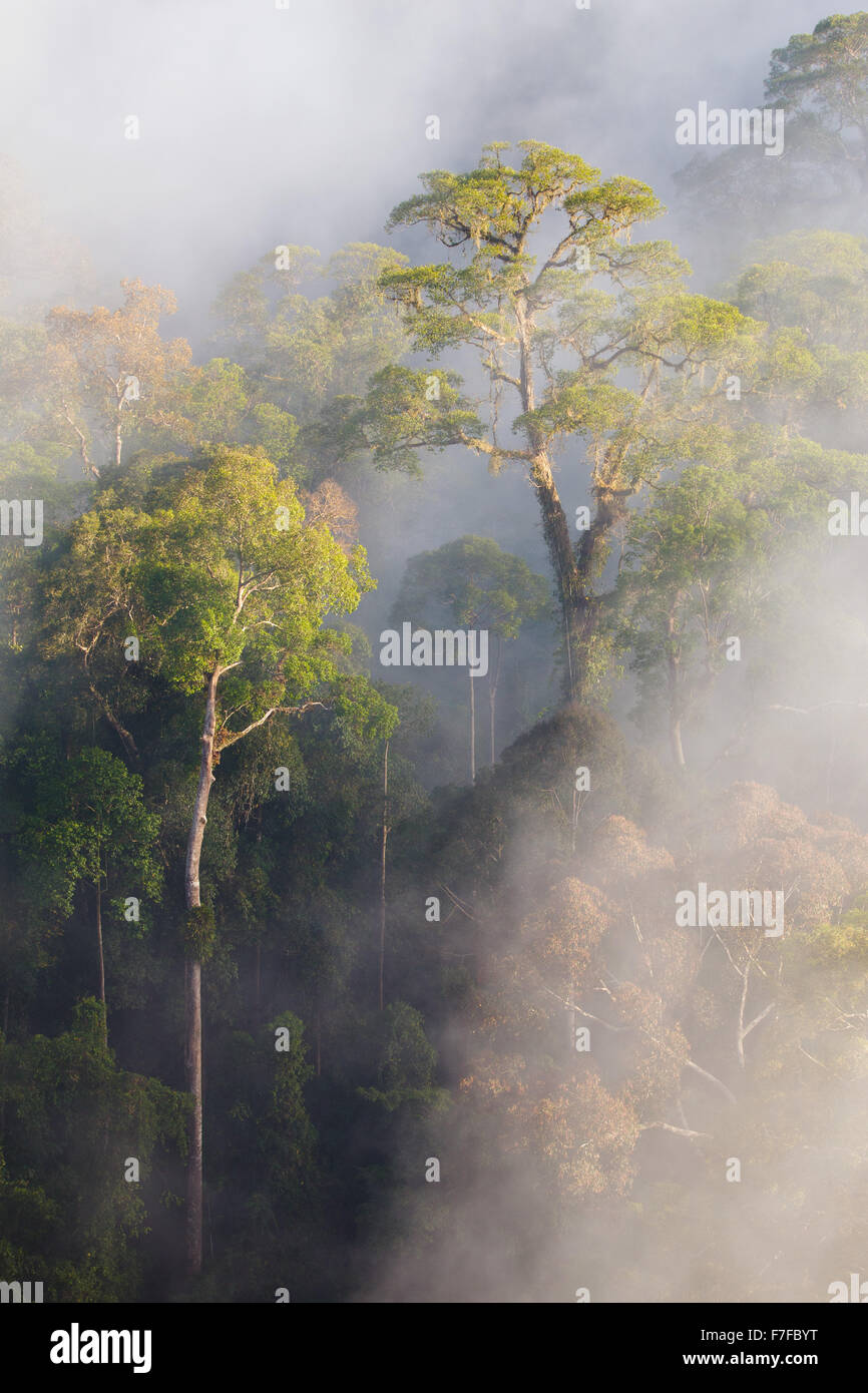 Regenwald und Nebel, Danum Valley, Sabah, Malaysia Stockfoto