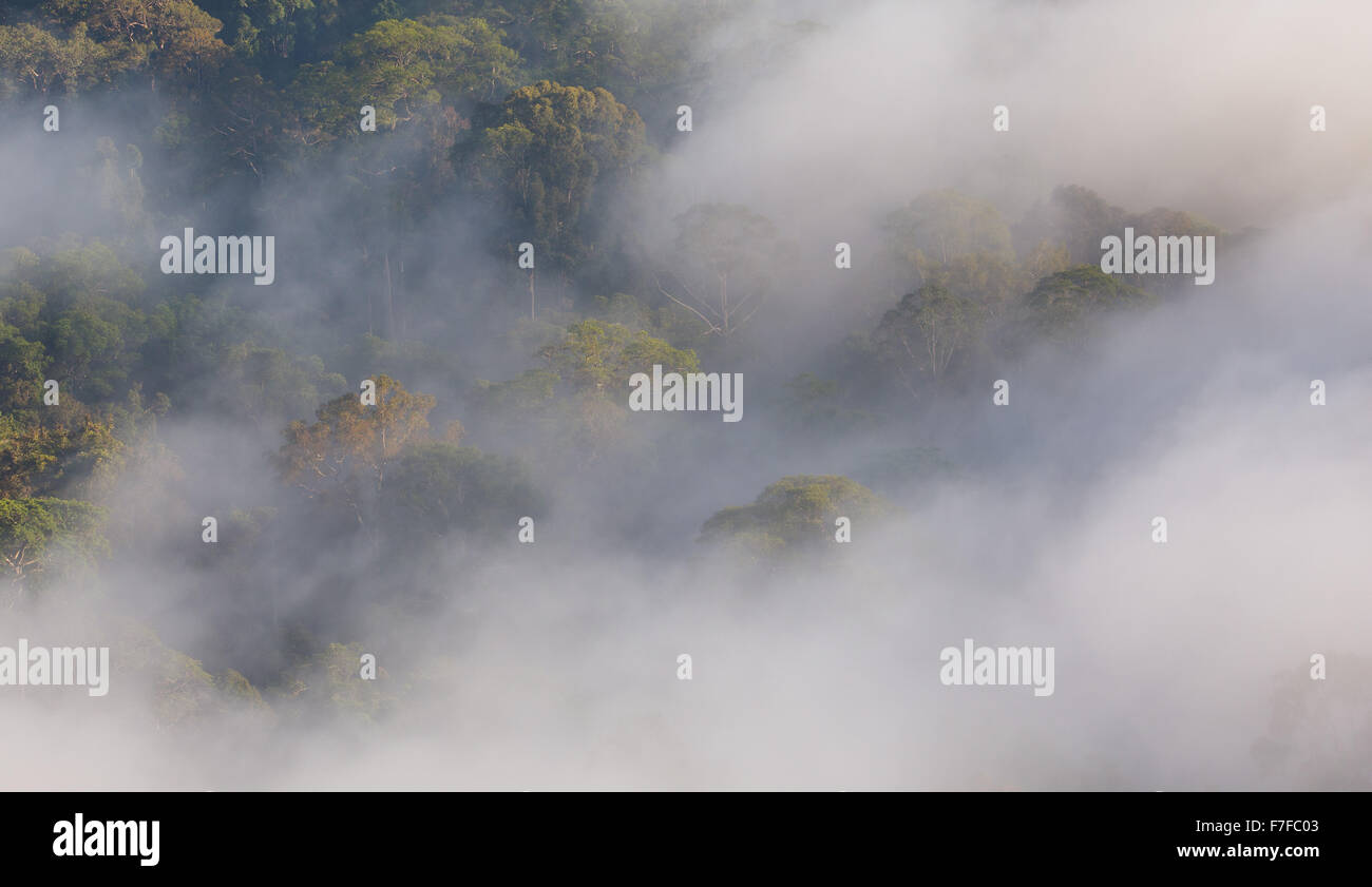 Regenwald und Nebel, Danum Valley, Sabah, Malaysia Stockfoto