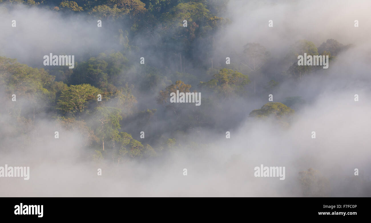 Regenwald und Nebel, Danum Valley, Sabah, Malaysia Stockfoto