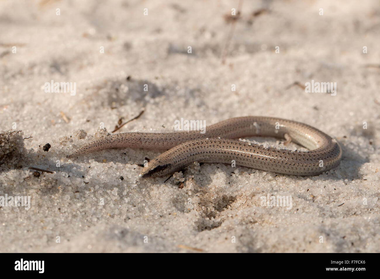 Florida Sand Skink - Neoseps reynoldsi Stockfoto