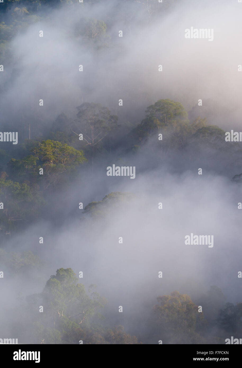 Regenwald und Nebel, Danum Valley, Sabah, Malaysia Stockfoto