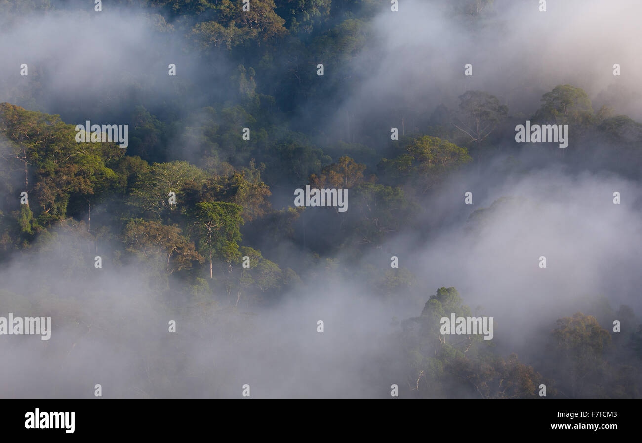 Regenwald und Nebel, Danum Valley, Sabah, Malaysia Stockfoto