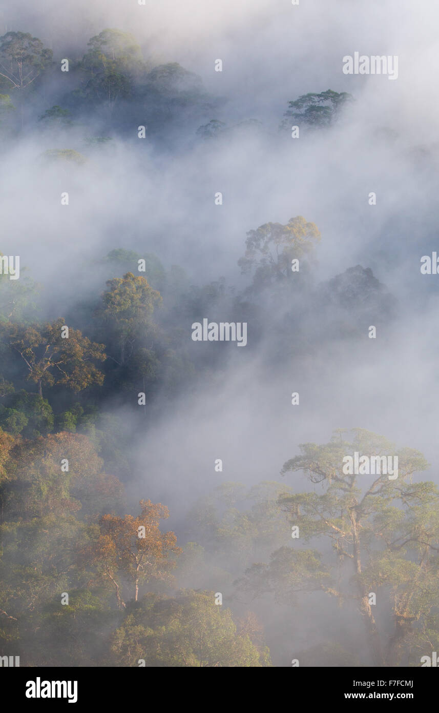 Regenwald und Nebel, Danum Valley, Sabah, Malaysia Stockfoto