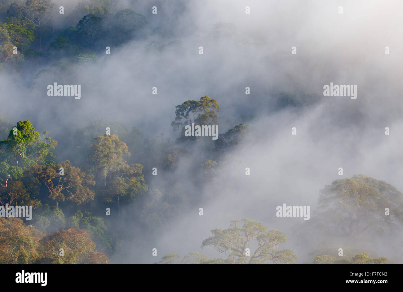 Regenwald und Nebel, Danum Valley, Sabah, Malaysia Stockfoto