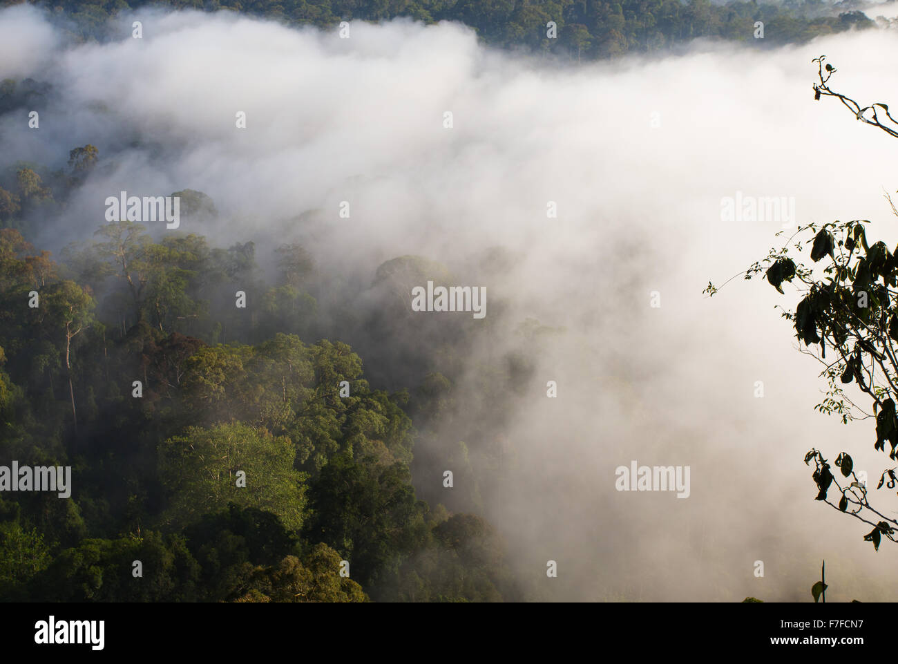 Regenwald und Nebel, Danum Valley, Sabah, Malaysia Stockfoto