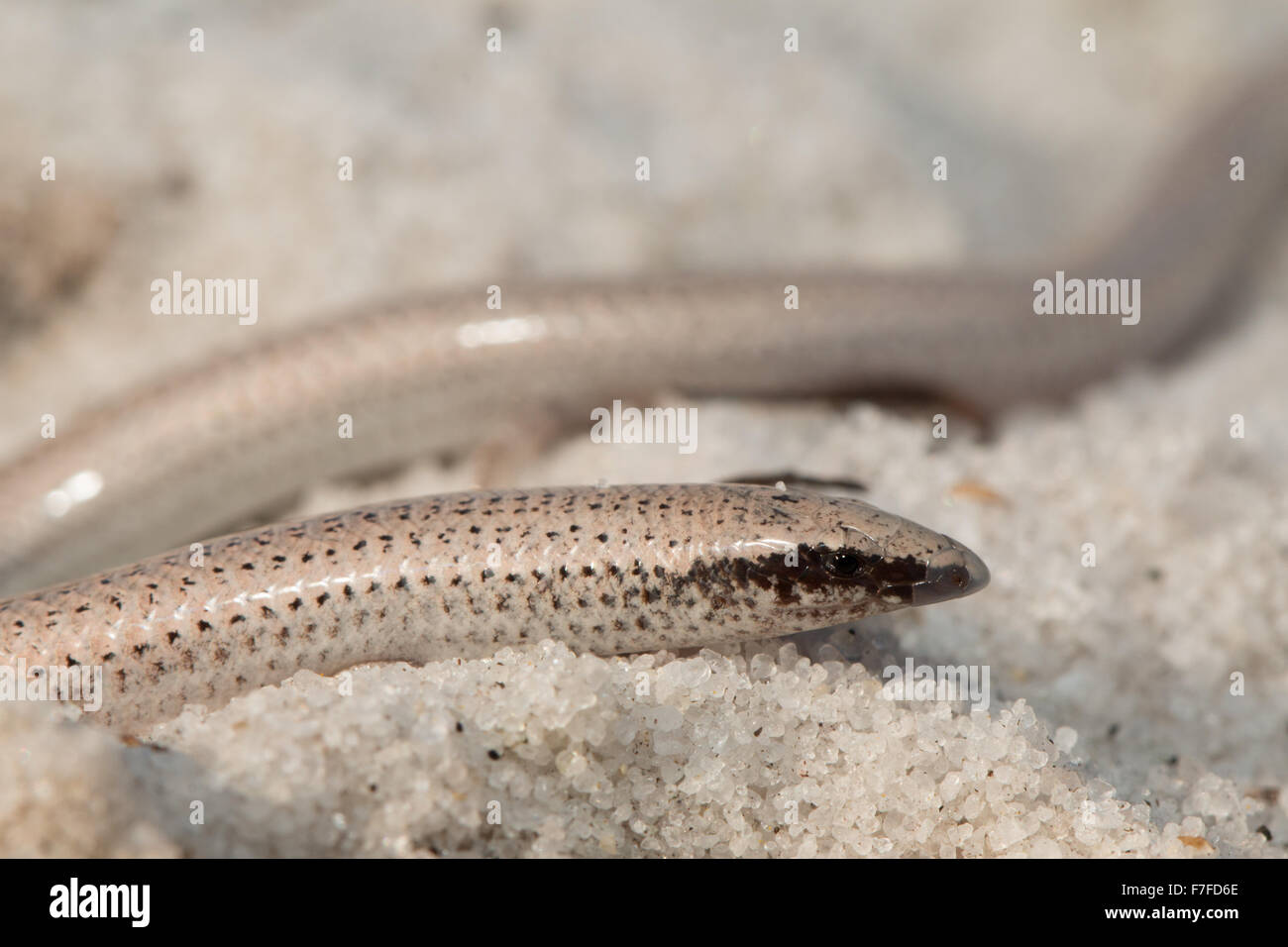 Nahaufnahme von einem Florida Sand Skink - Neoseps reynoldsi Stockfoto