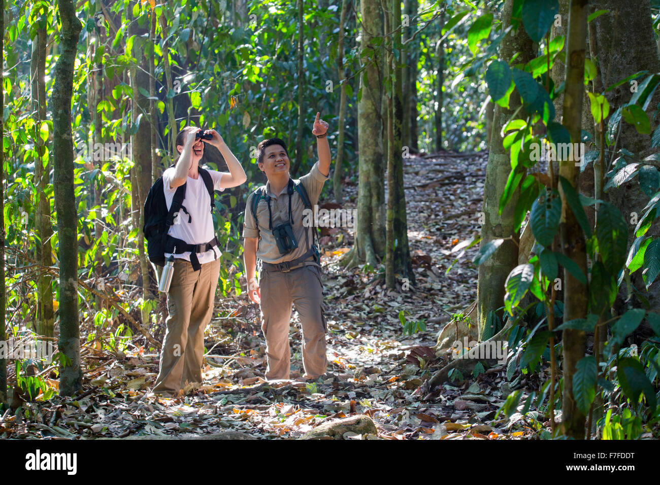 Frau Vogelbeobachtung mit einem Führer im Regenwald im Danum Valley, Sabah, Malaysia Stockfoto