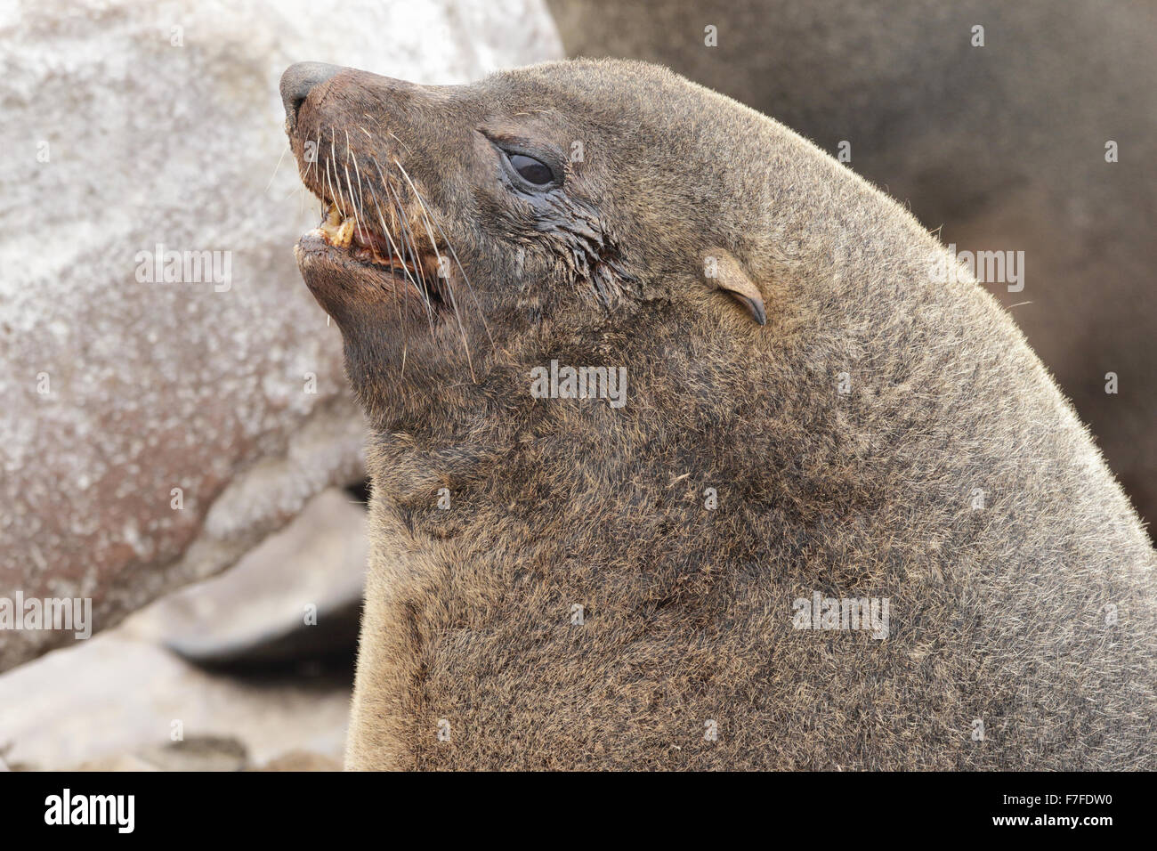 Eine Nahaufnahme des Gesichts von einem Reifen männlichen südafrikanischer Seebär. Stockfoto