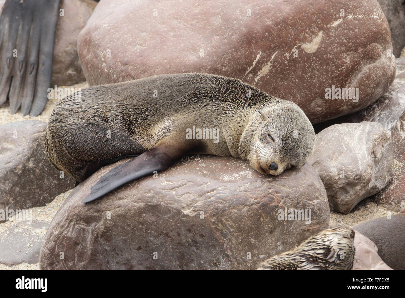 Eine juvenile südafrikanischer Seebär schlafen sehr niedlich auf eine felsige Küste Stockfoto