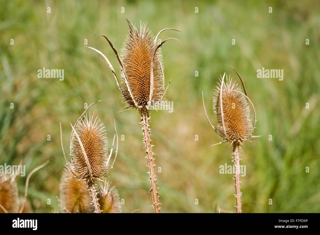 Blütenstand der Karde (Dipsacus Fullonum) Stockfoto