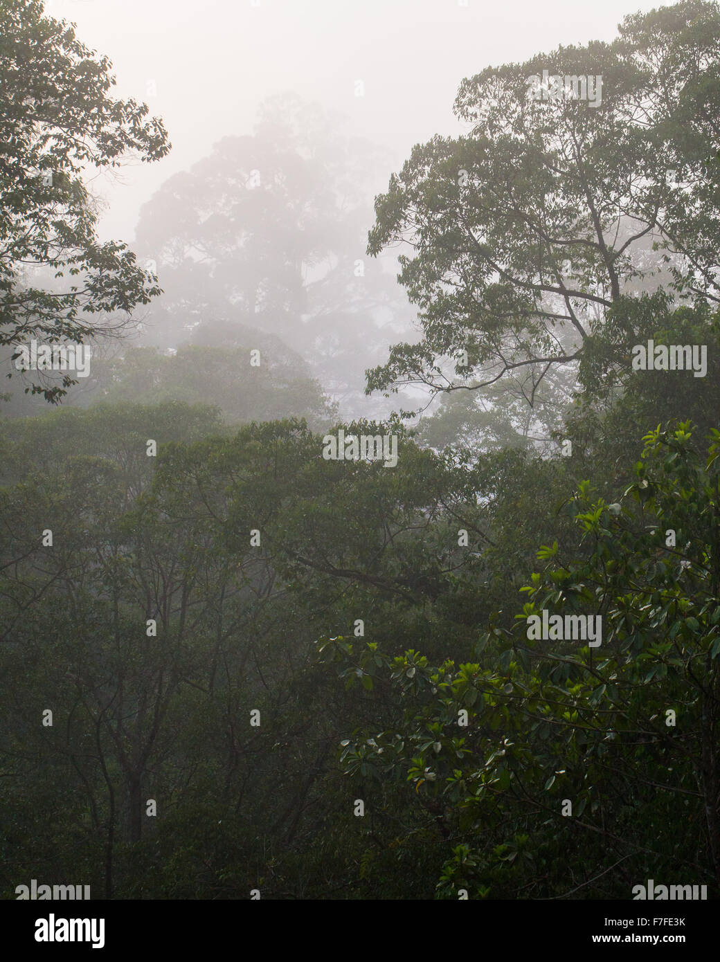 Tropischer Regenwald im Danum Valley Schutzgebiet, Sabah, Malaysia Stockfoto