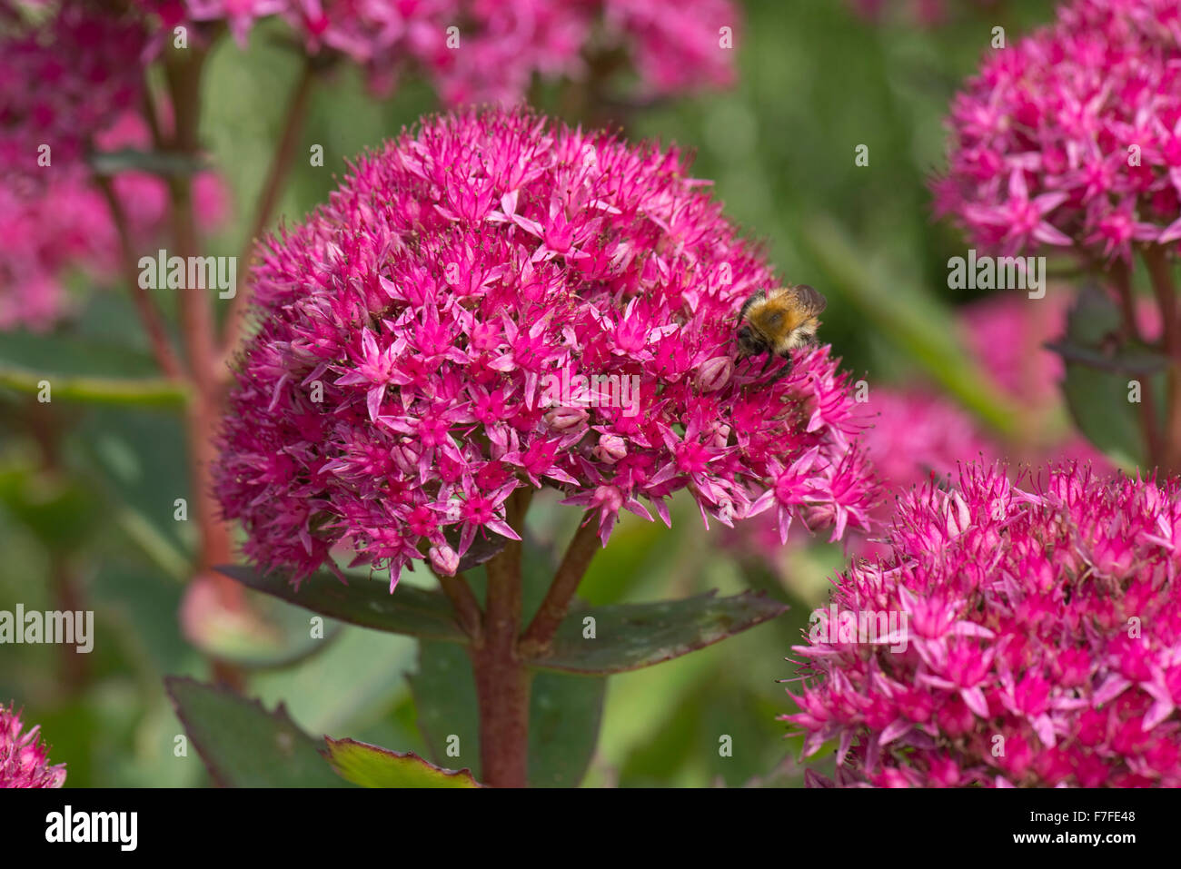 Blühender Kopf von Hylotelephium Spectabile „Carl“ mit einer Hummel, die im September zwischen den blühenden rosa Blumen forschte Stockfoto