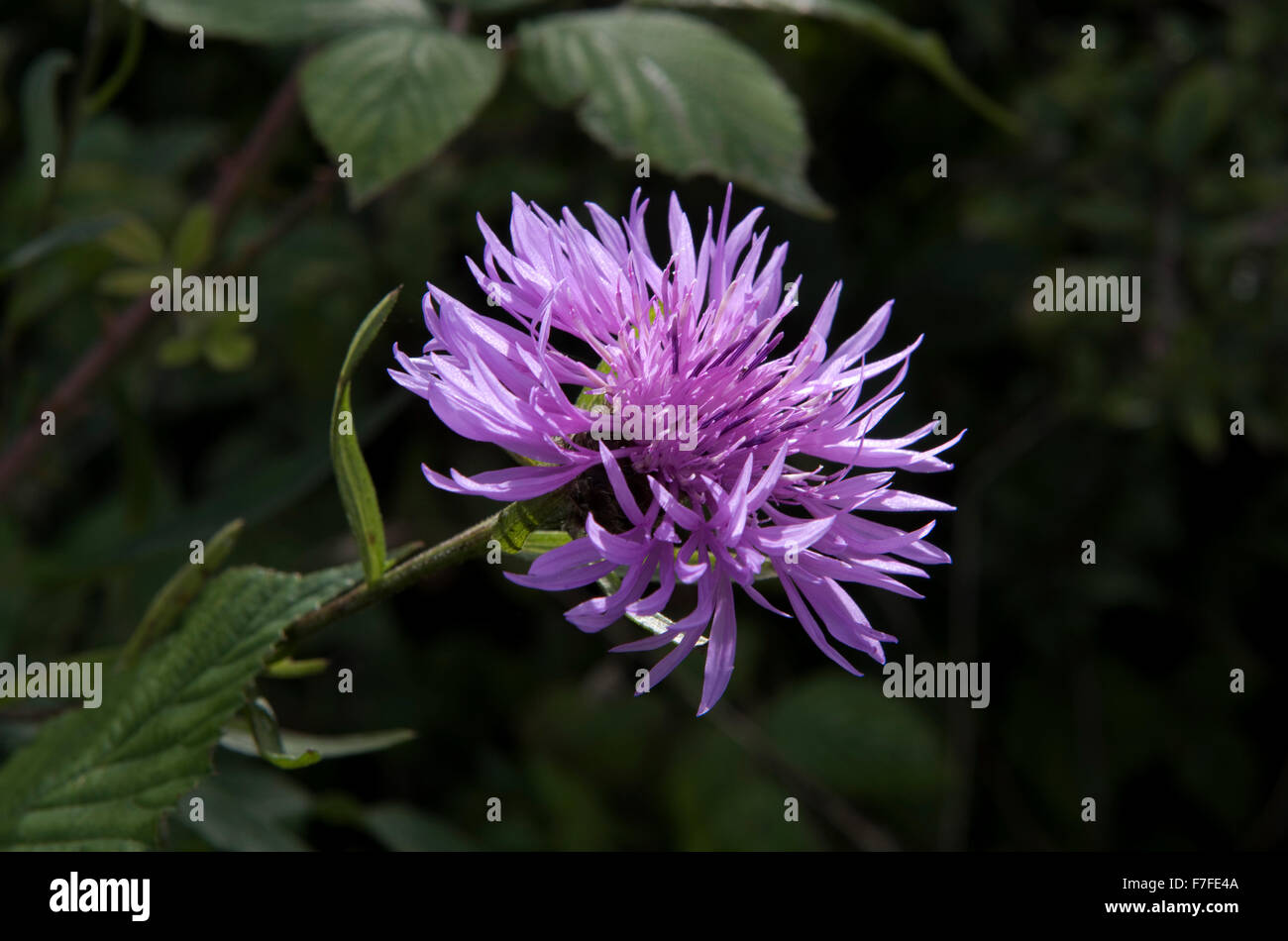 Größere Flockenblume, Centaurea Scabiosa, purpurrote Blume bei strahlendem Sonnenschein vor einem dunklen Hintergrund, Berkshire, Juni Stockfoto
